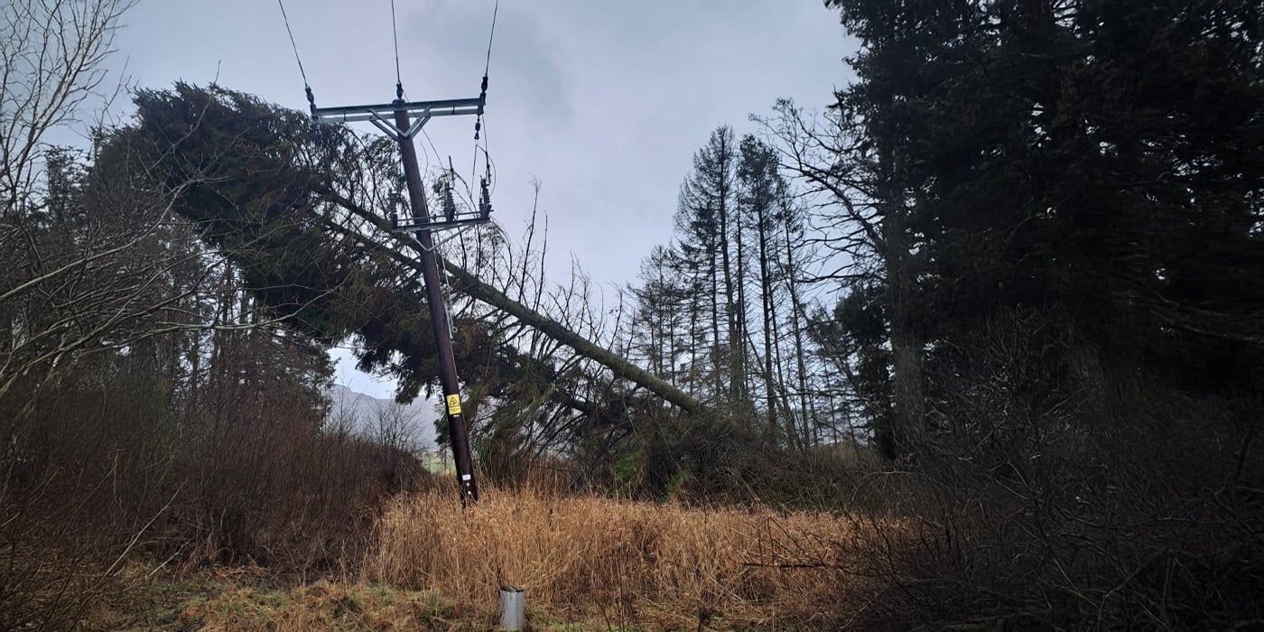 Tree on line at Bridge of Earn