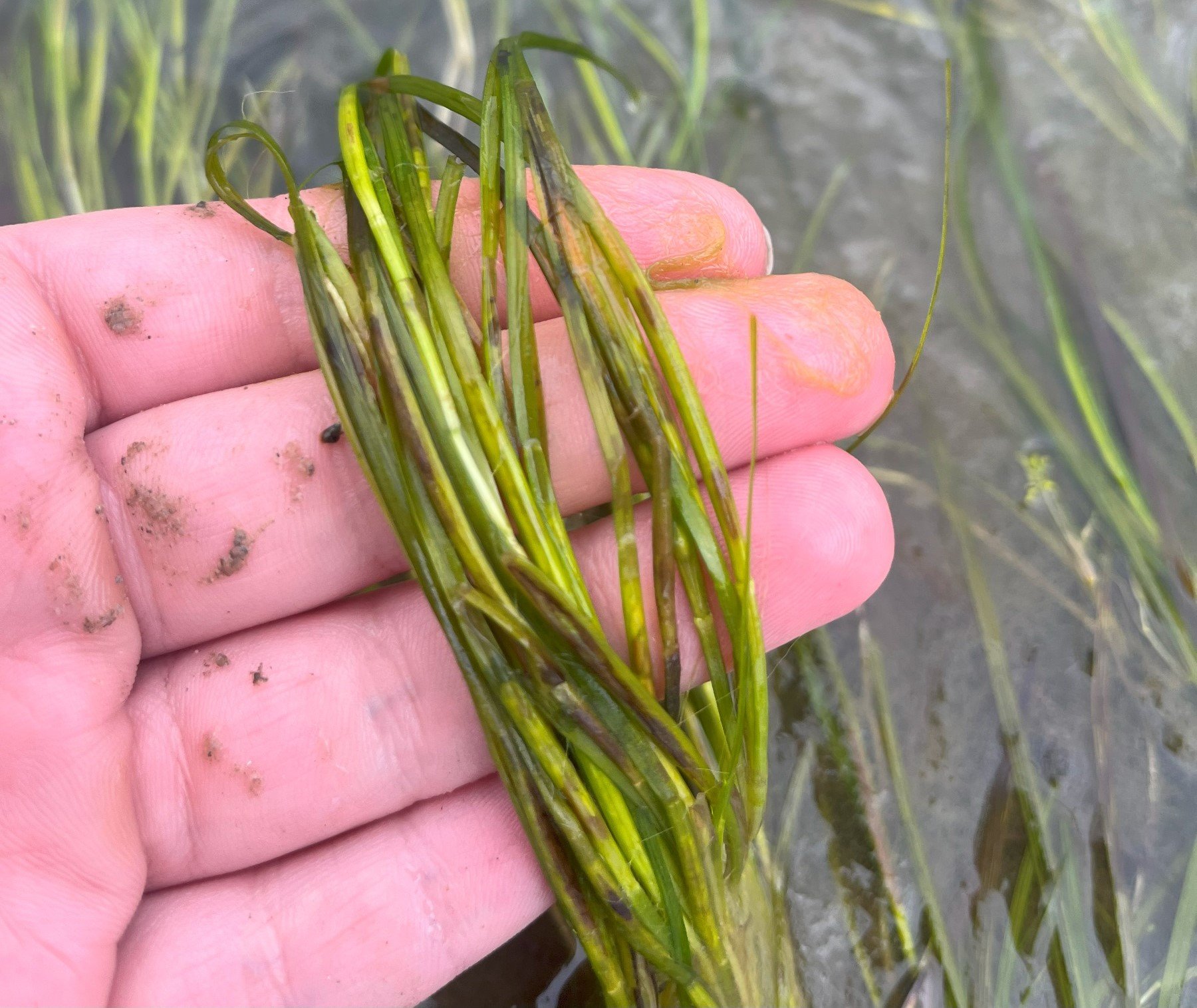 Hand holding seagrass stalks over water