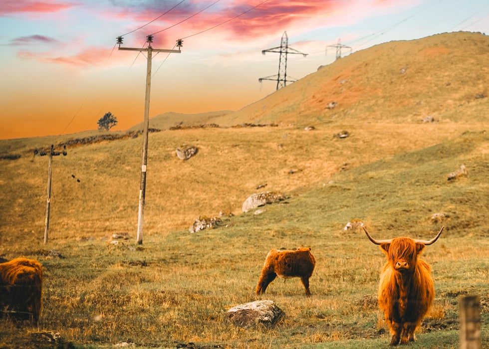 Highland cow in autumnal field