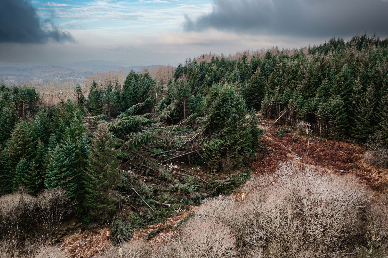 Flattened trees and damaged power lines in Kintyre (aerial view)