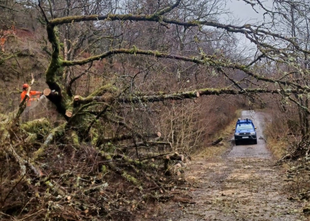 An SSEN expert clearing a fallen tree from a blocked road to enable access