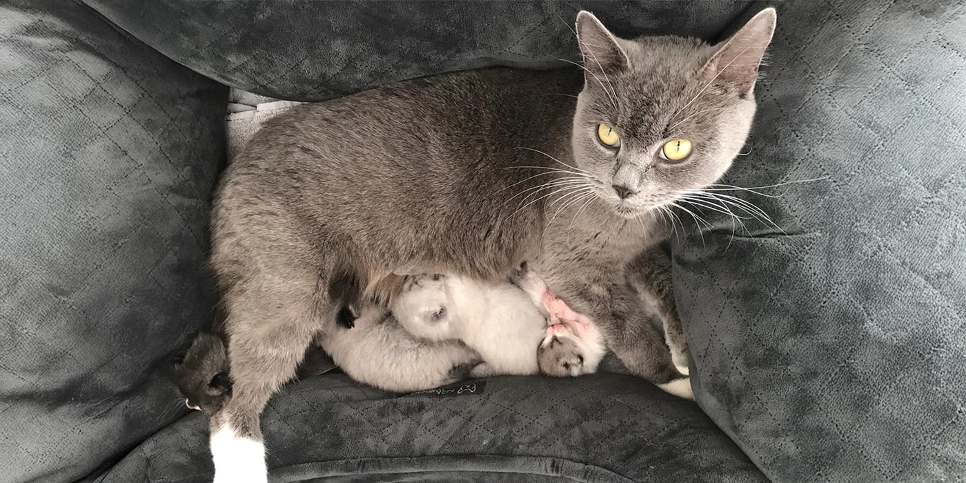 Grey cat with four kittens