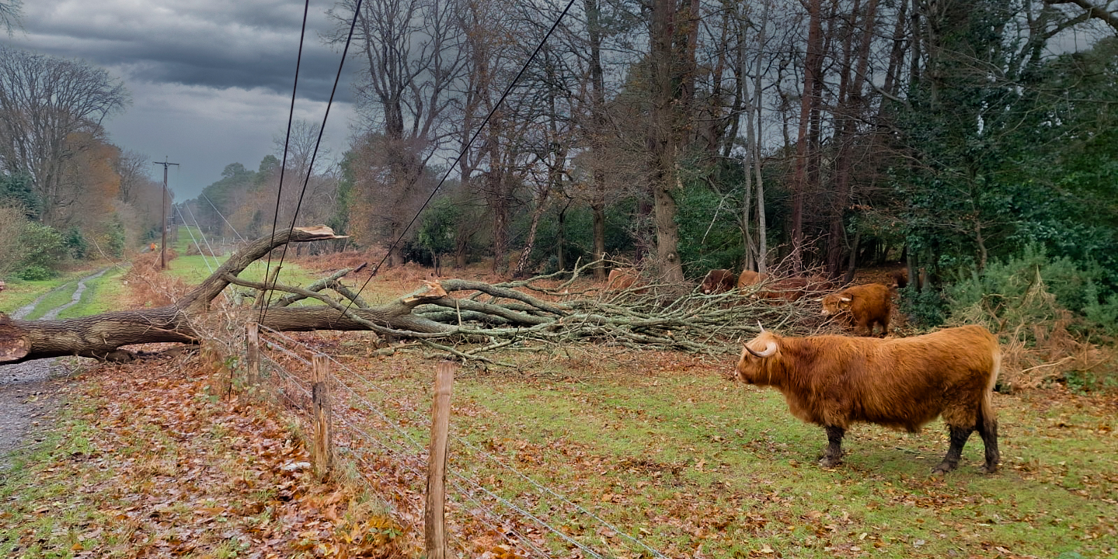 A picture of the damage caused by Storm Darragh in Hampshire