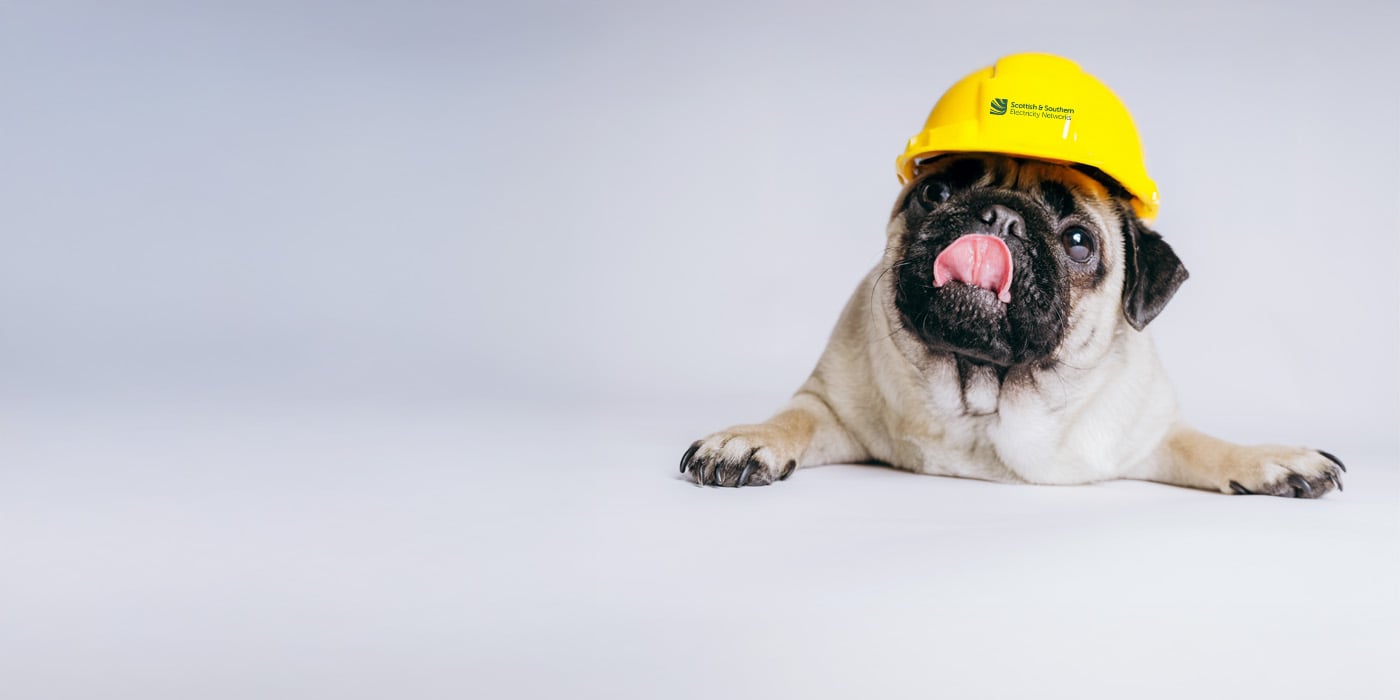 Pug with SSEN helmet on