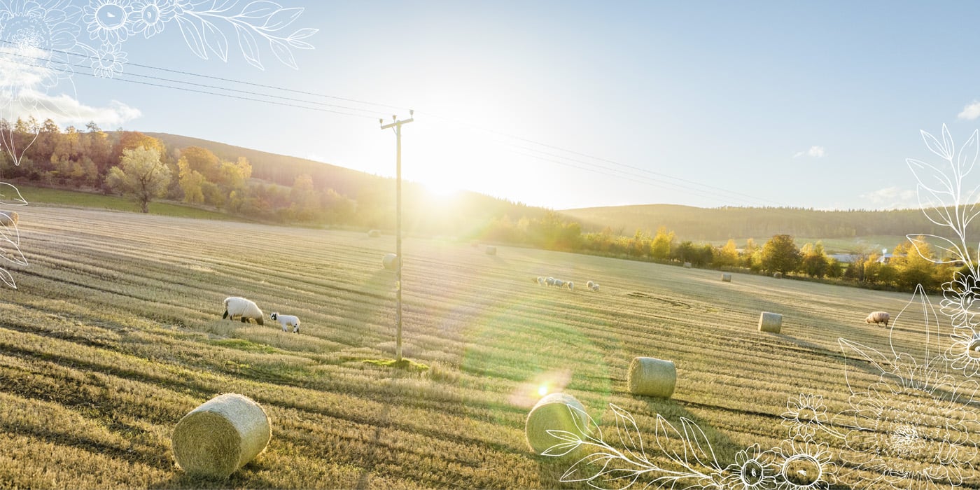 Power line in field with sheep and hay bales