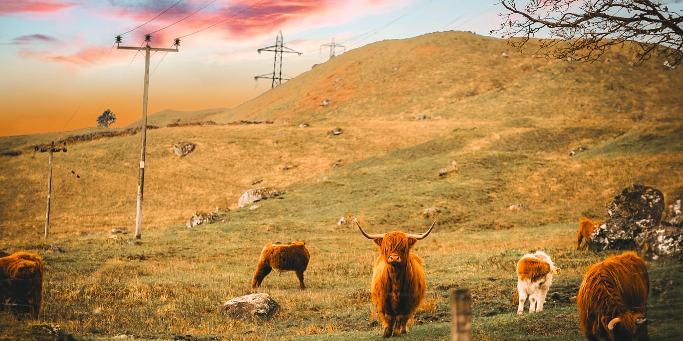 Highland cow in autumnal landscape