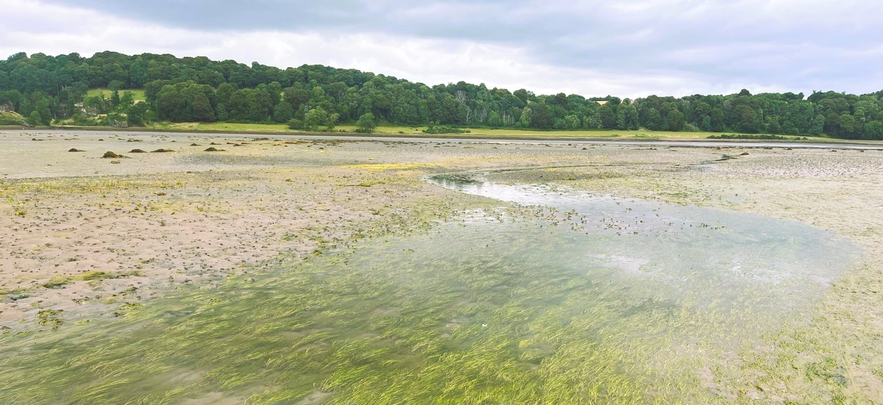 Seagrass beds along the coastline