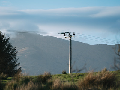 Electricity Distribution Pole