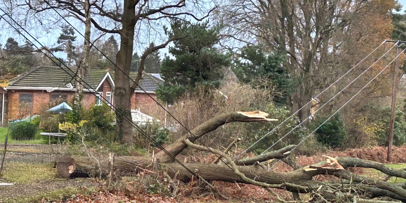 Tree on line