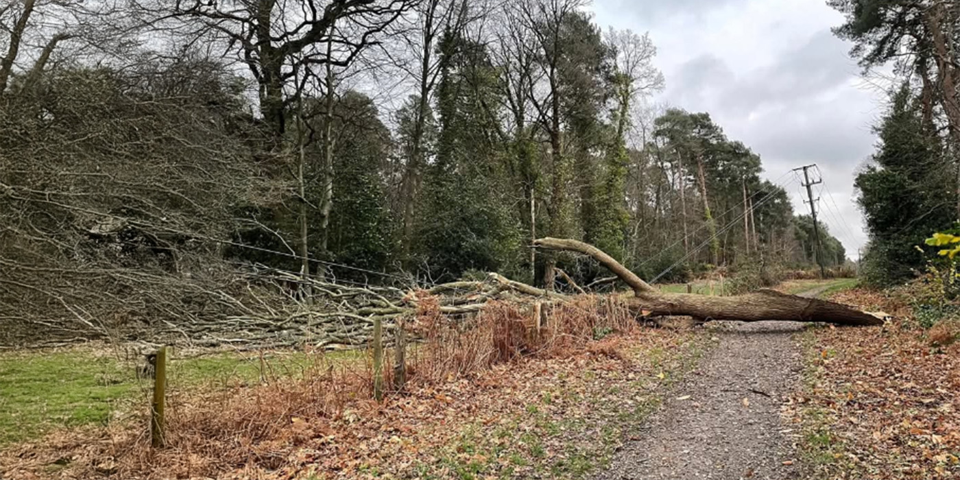 Tree on line following Storm Darragh